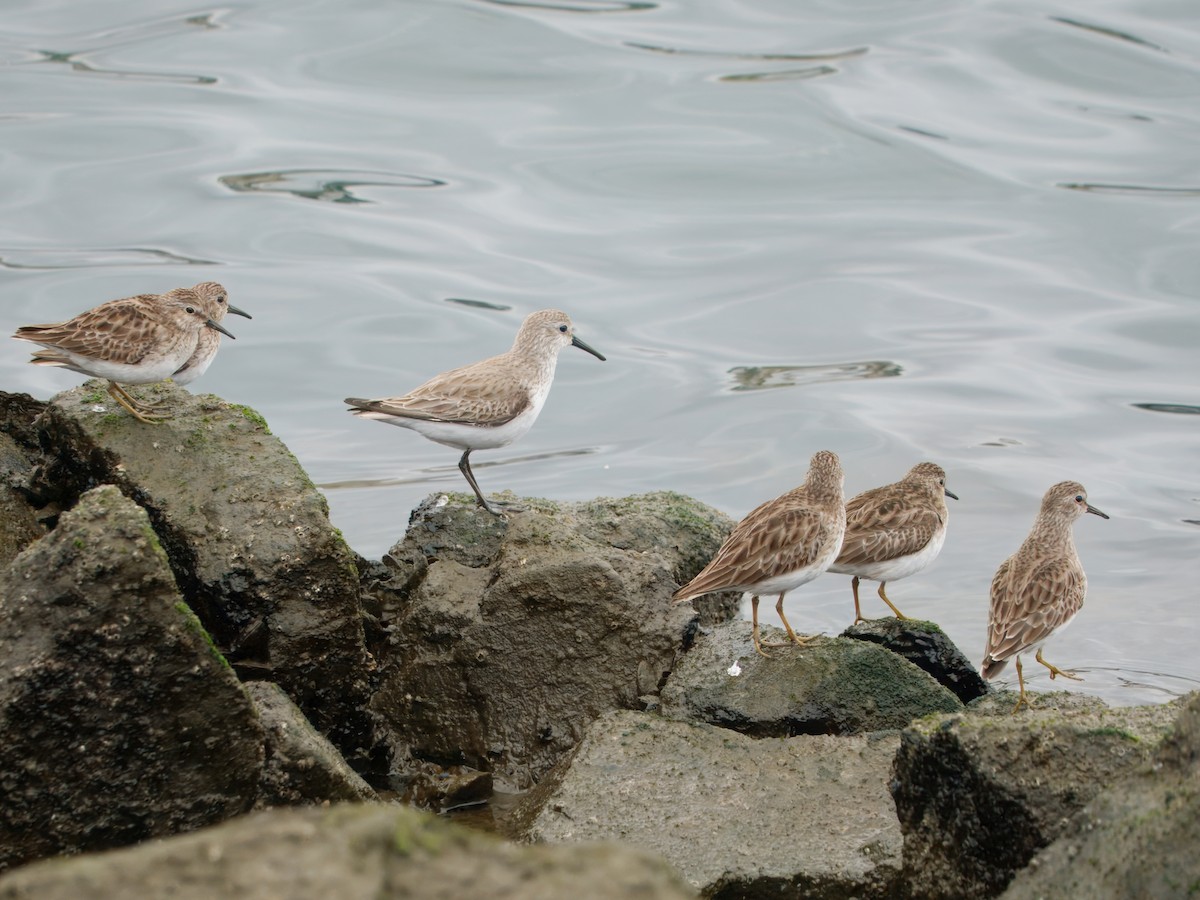 Bergstrandläufer - ML650662626