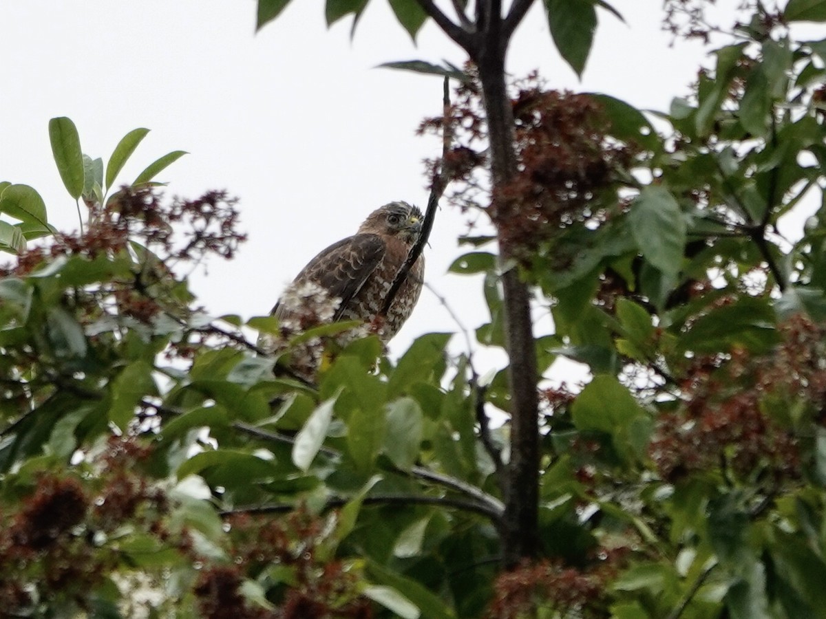 Broad-winged Hawk - ML650662702