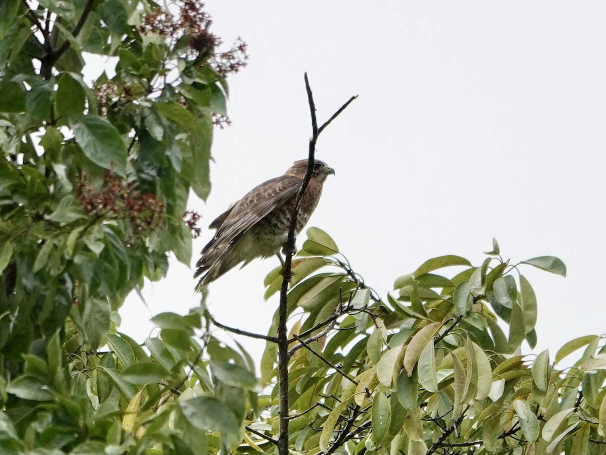 Broad-winged Hawk - ML650662703