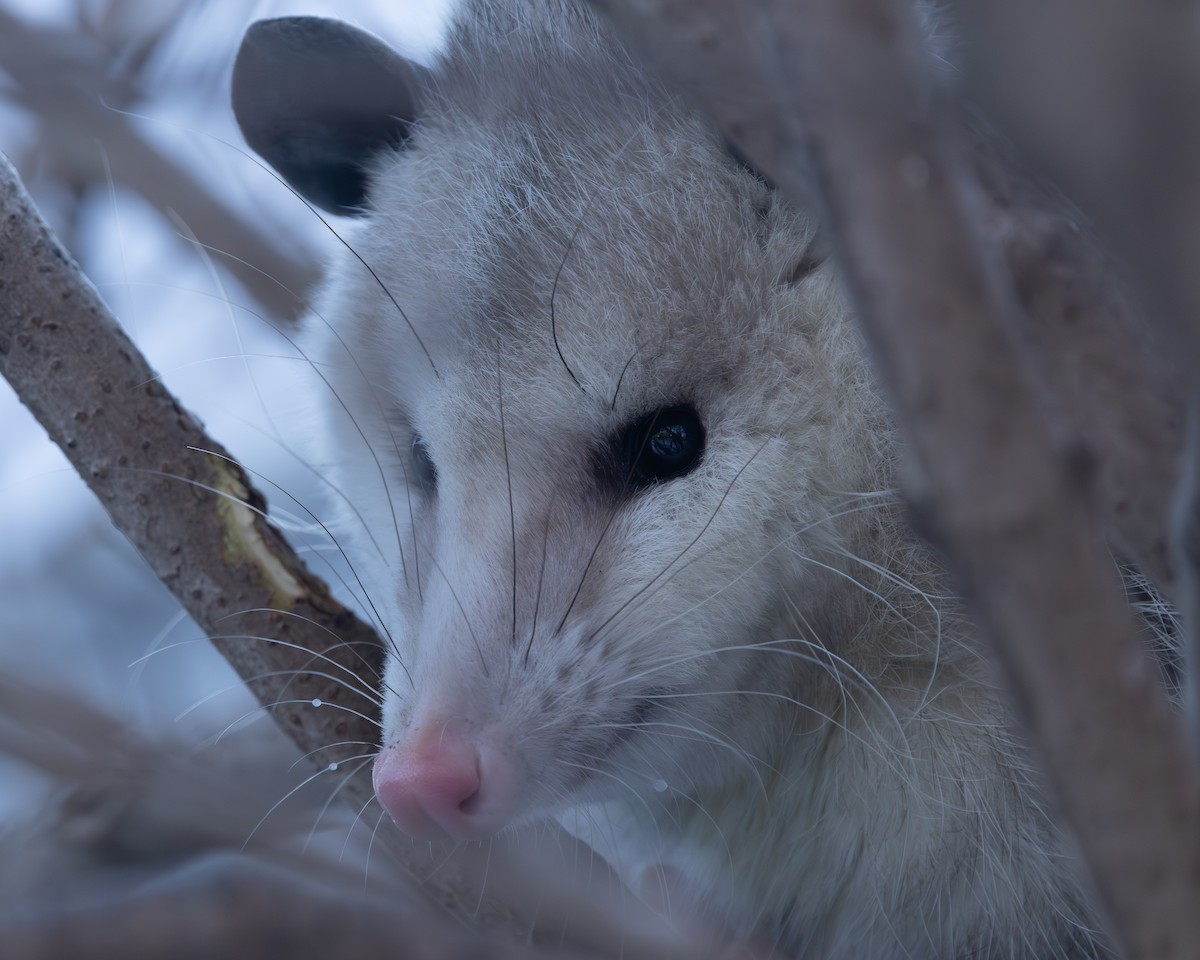 Tlacuache norteño - ML650662954