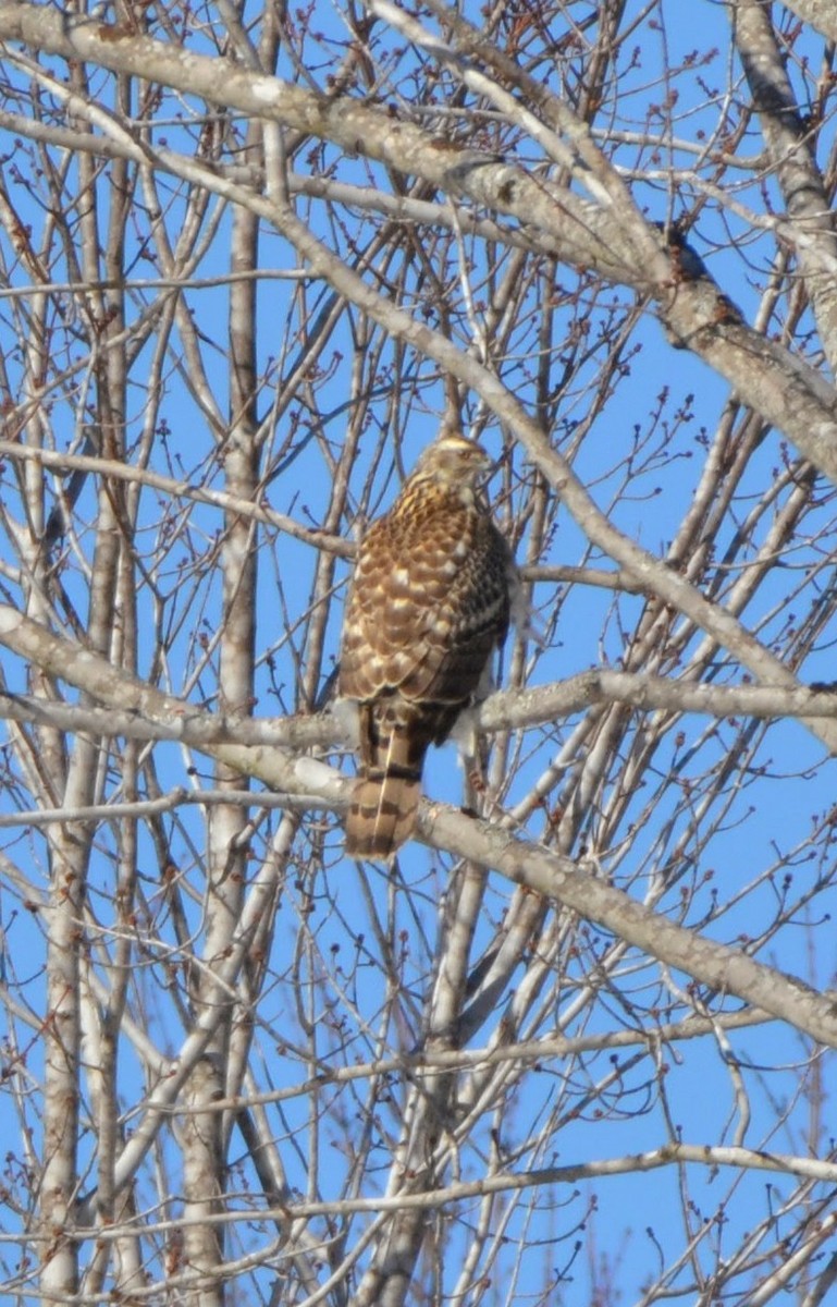 American Goshawk - ML650662988