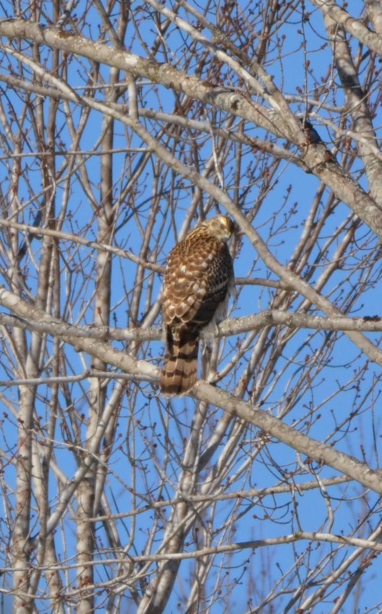 American Goshawk - ML650662999