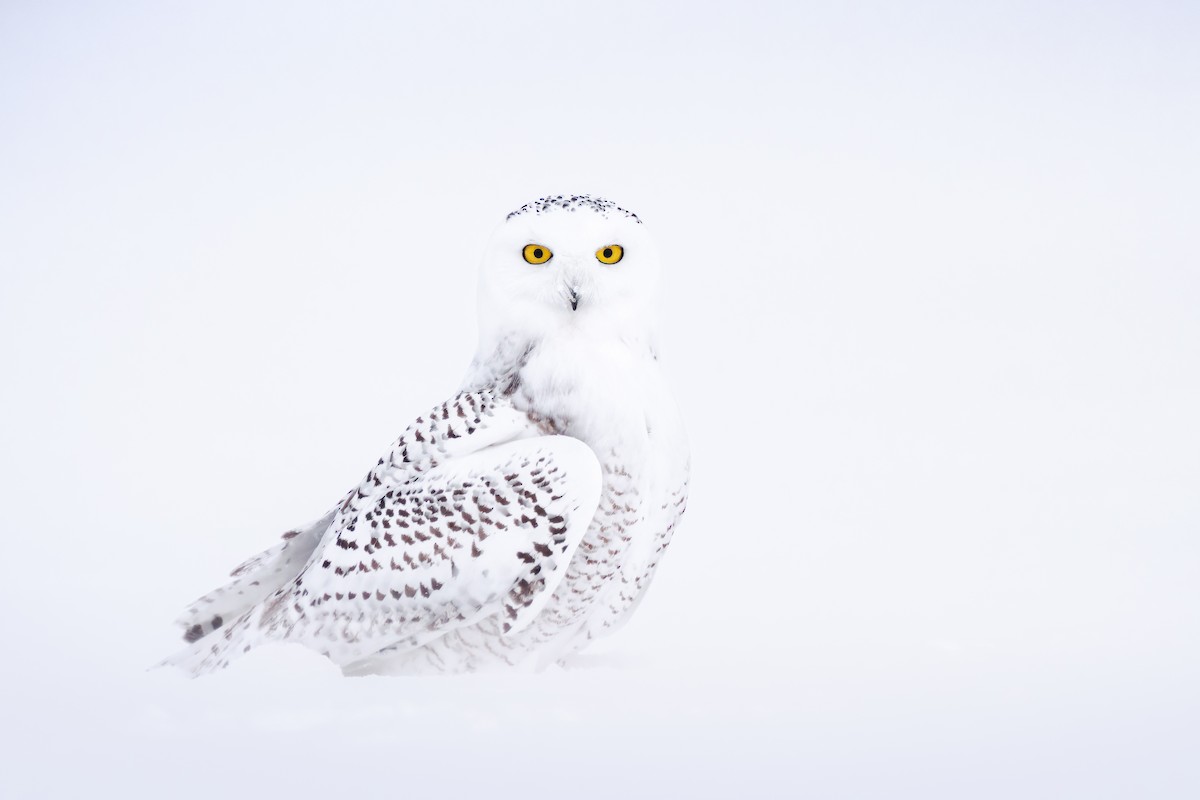 Snowy Owl - ML650663090