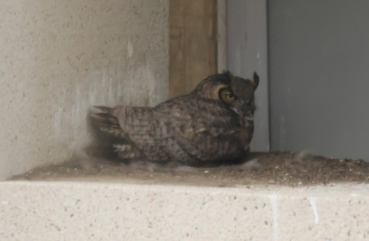 výr virginský - ML650663401