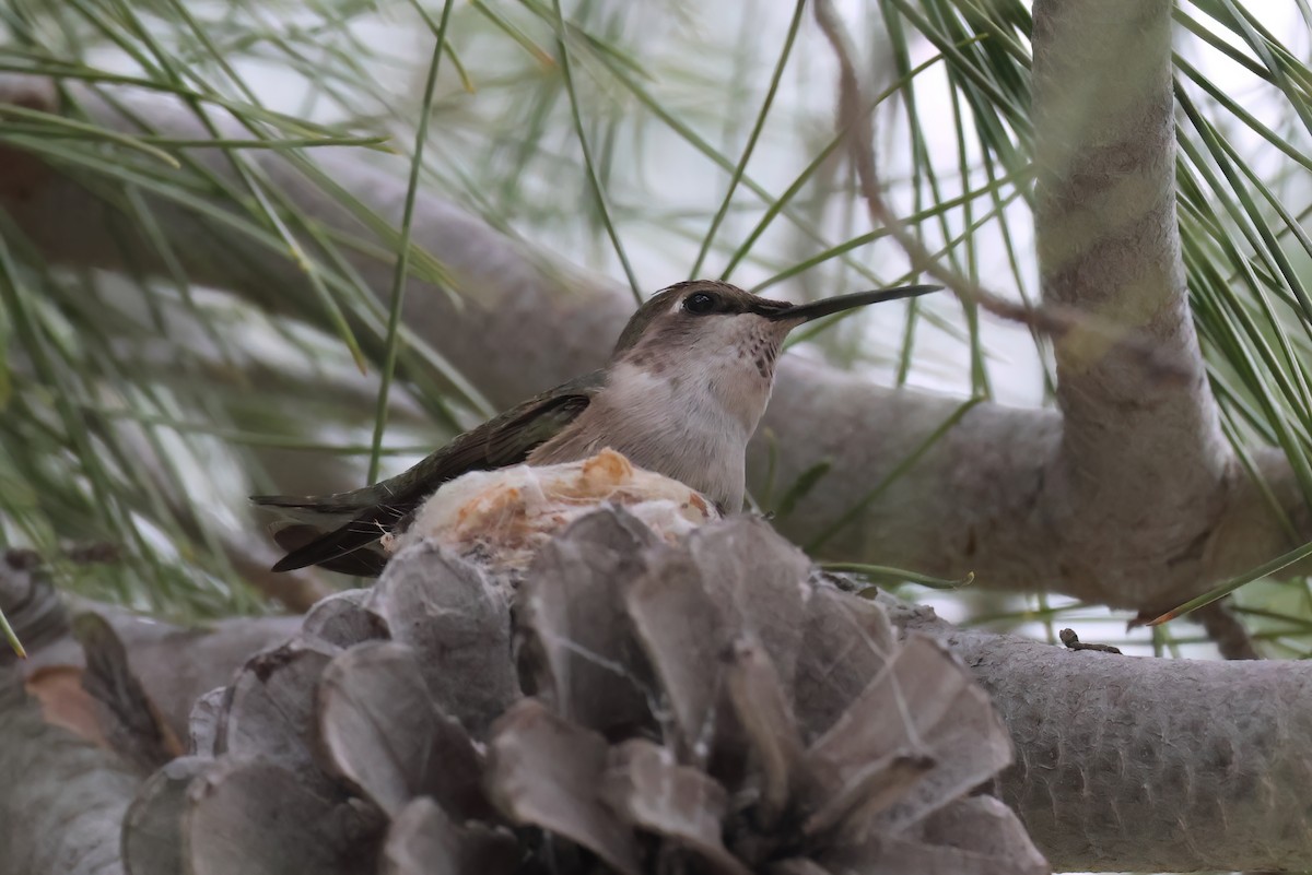 kalypta kalifornská - ML650663421