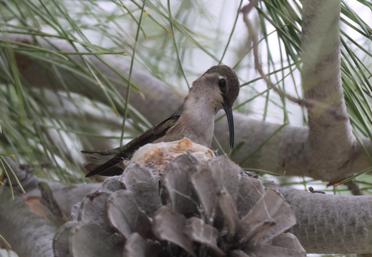 kalypta kalifornská - ML650663423