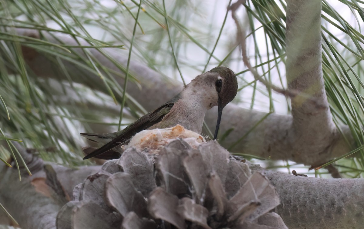 kalypta kalifornská - ML650663424