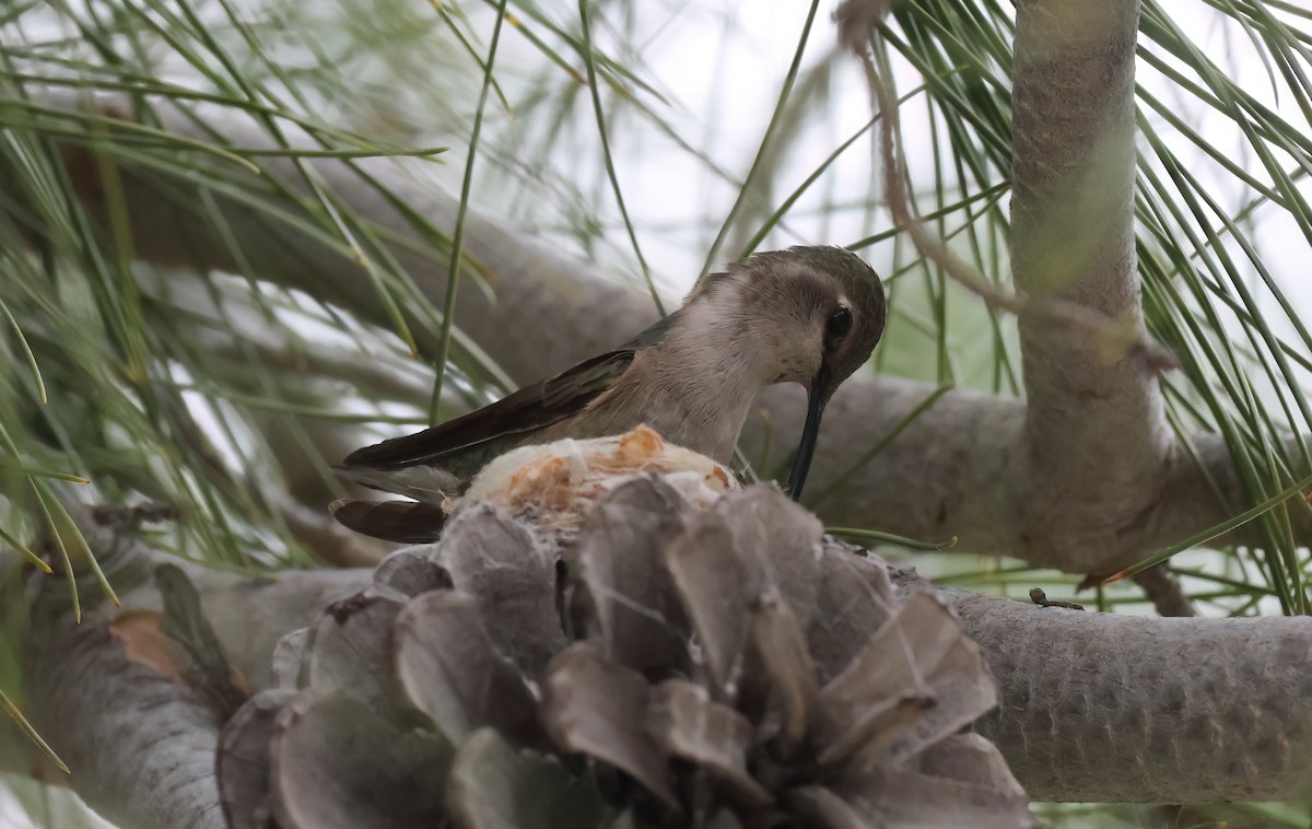 kalypta kalifornská - ML650663425