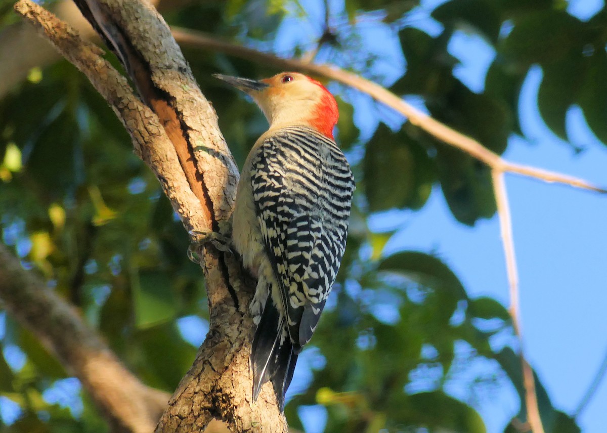 Гіла каролінська - ML650664054