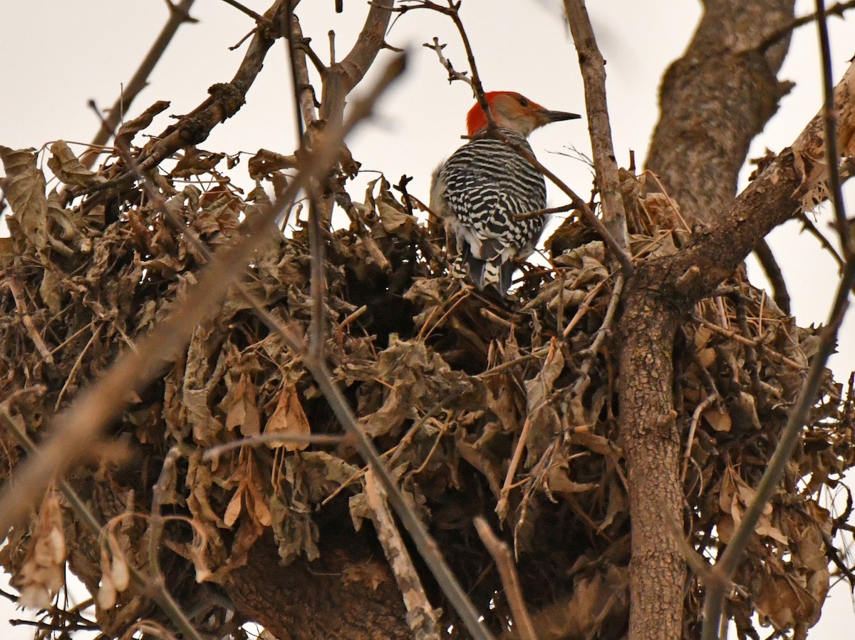 Гіла каролінська - ML650664142