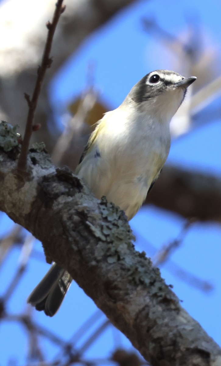 Blue-headed Vireo - ML650664168