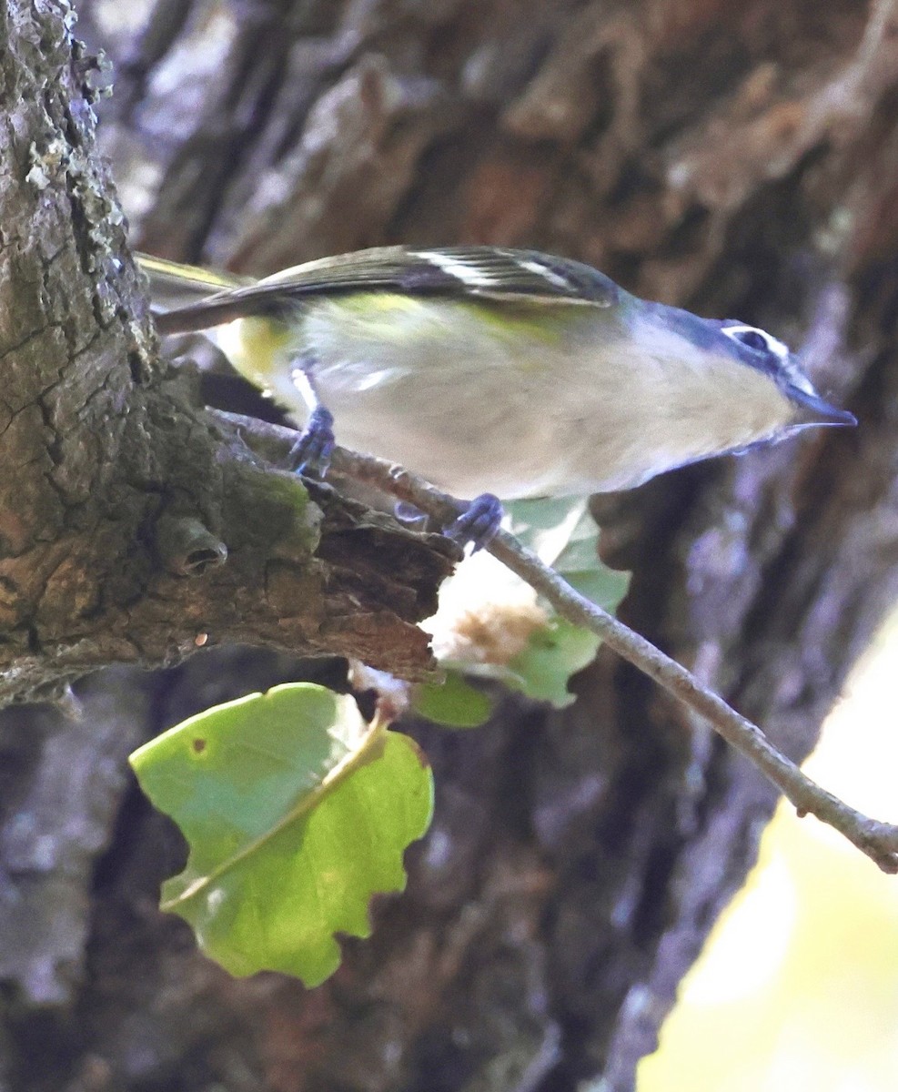 Blue-headed Vireo - ML650664169