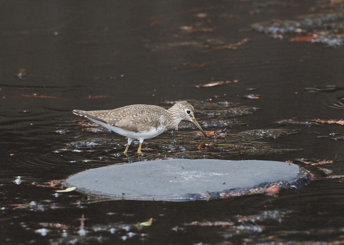 Einsiedelwasserläufer - ML650664175