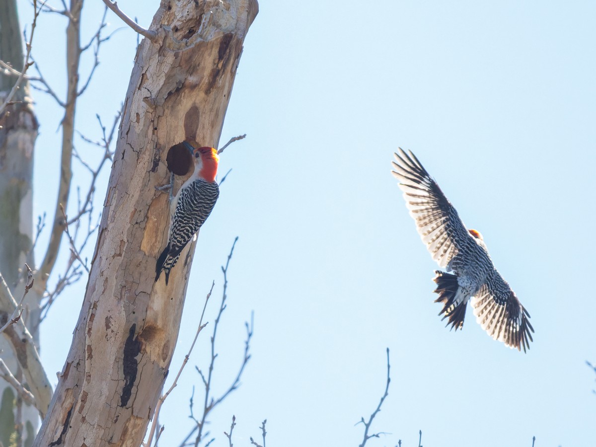 Гіла каролінська - ML650664242