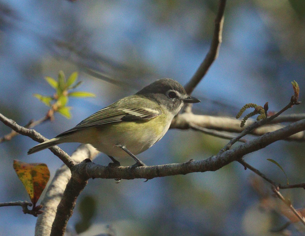 Blue-headed Vireo - ML650664478