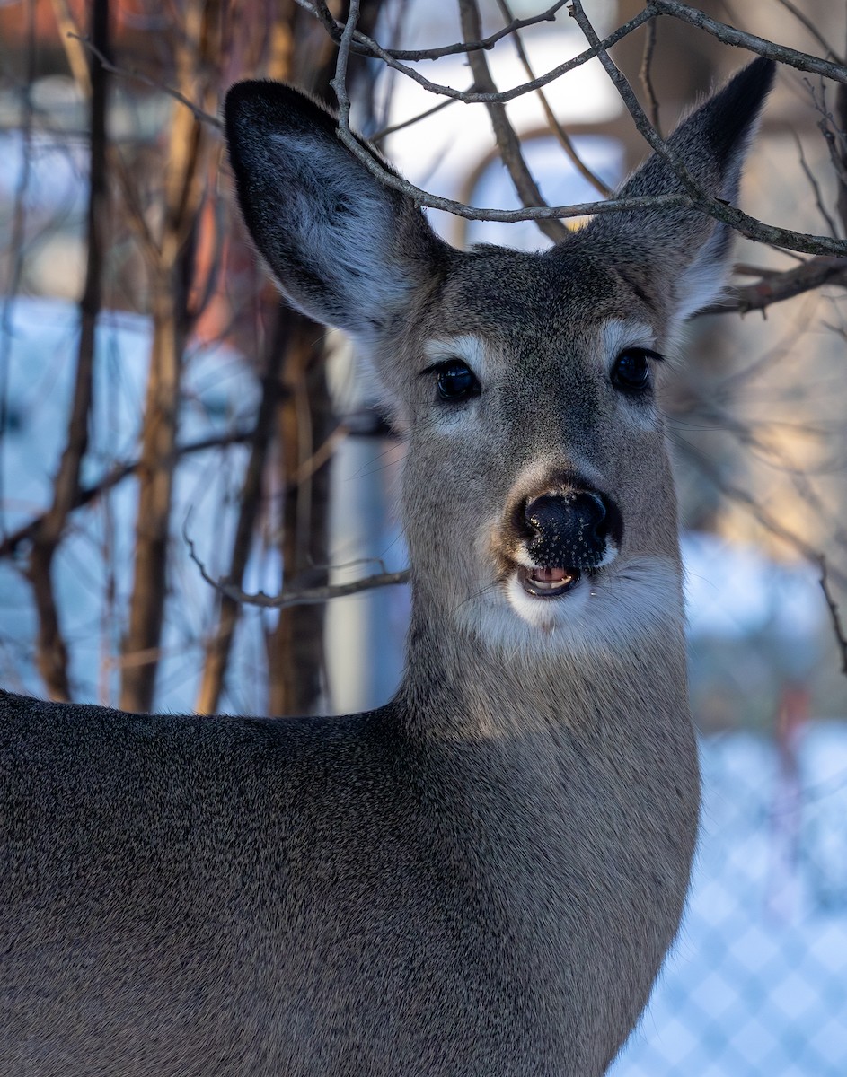 Venado de cola blanca - ML650664626