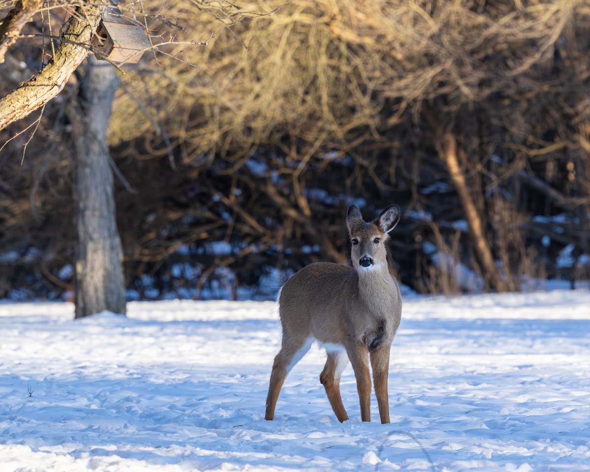 Venado de cola blanca - ML650664629
