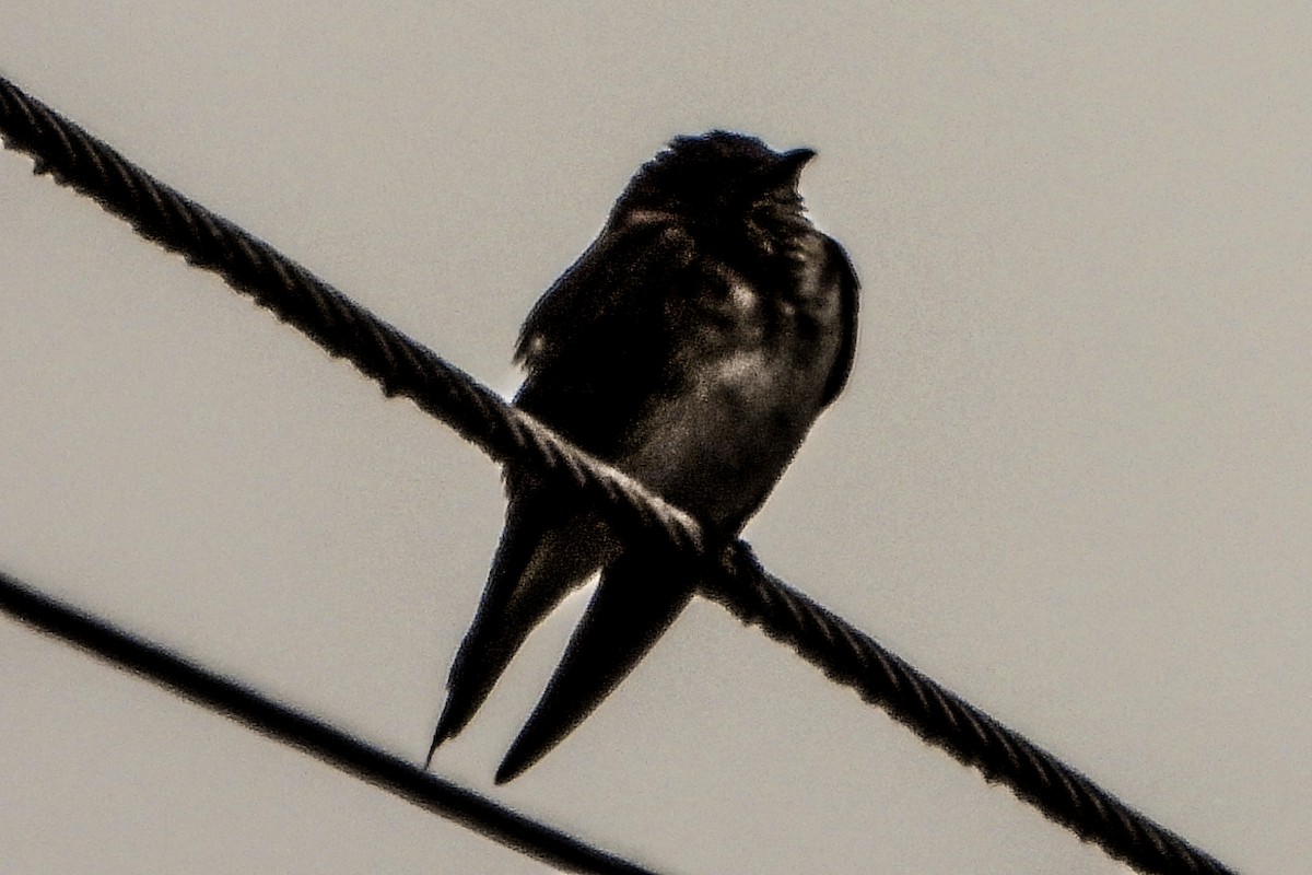 Avión Zapador - ML650664643