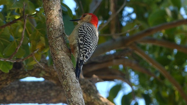 Red-bellied Woodpecker - ML650664680