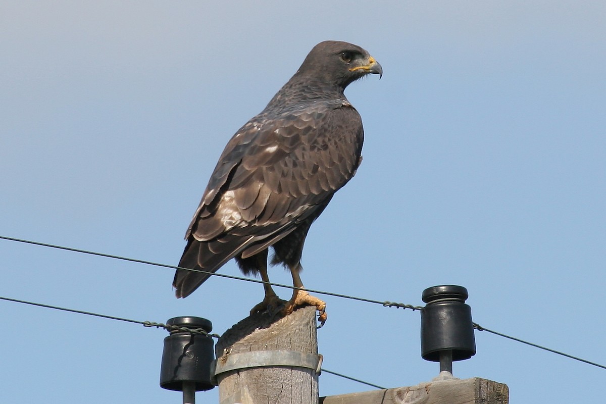 Скальный канюк - ML650664906