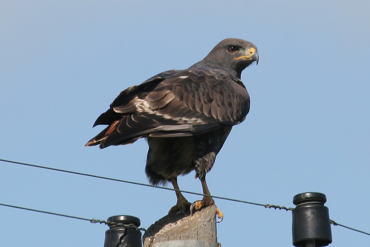 Скальный канюк - ML650664910