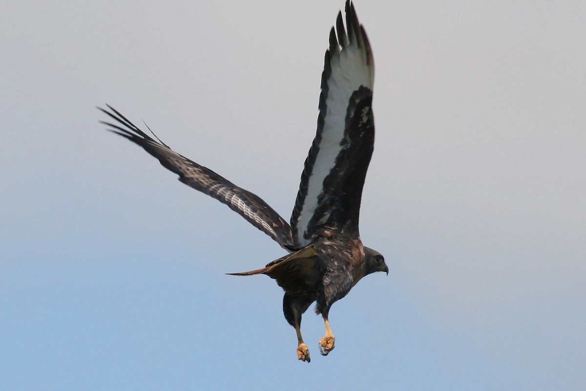 Скальный канюк - ML650664913