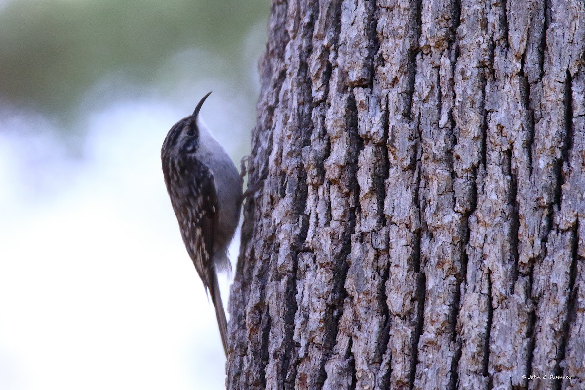 Grimpereau brun - ML650664969