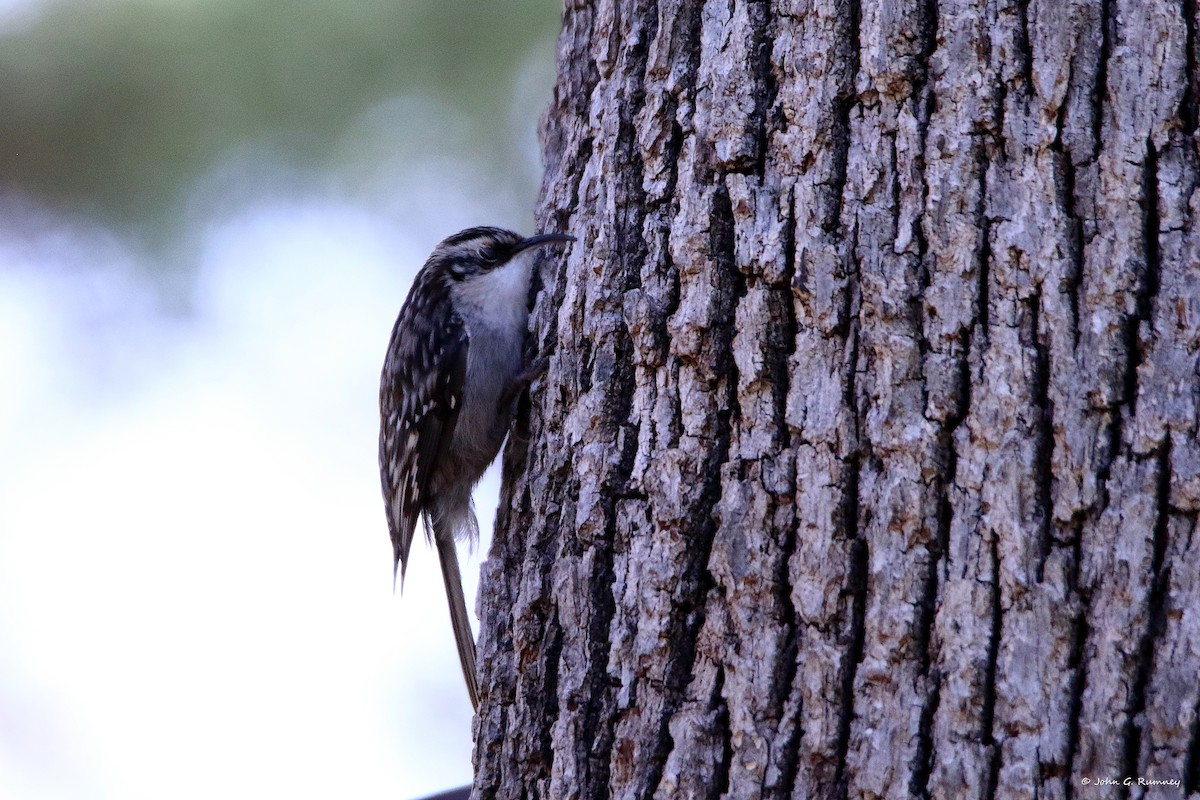 Grimpereau brun - ML650664970