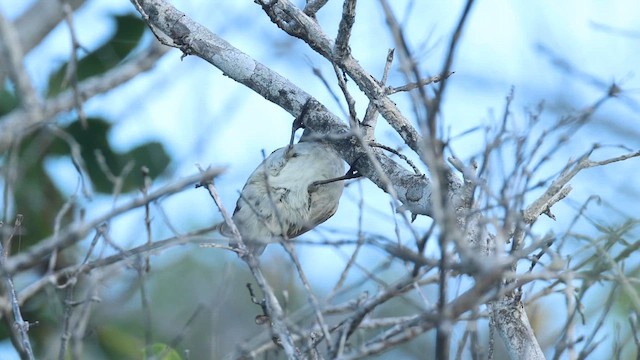 Mangrove Finch - ML650665175