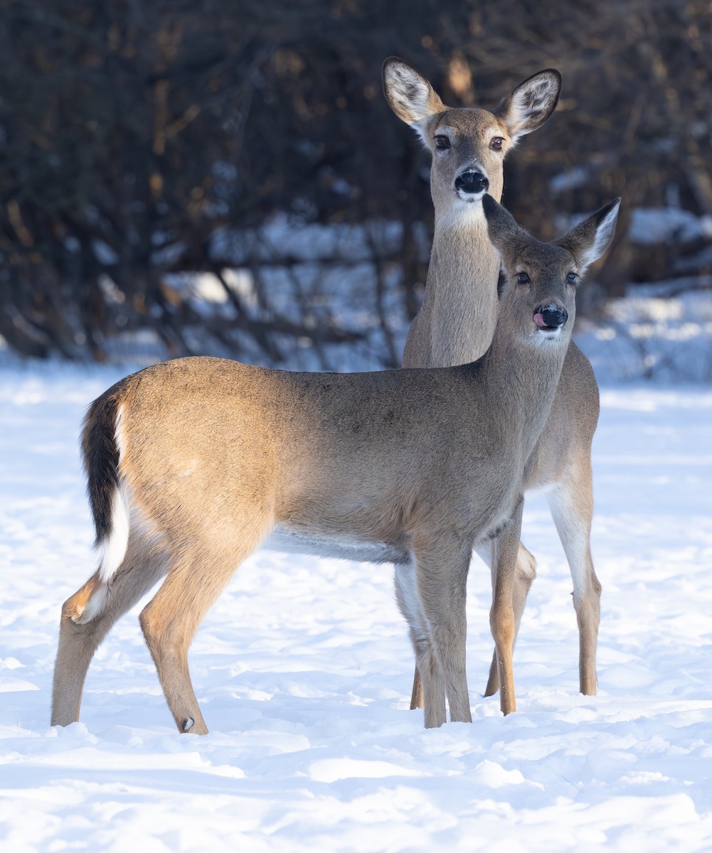Venado de cola blanca - ML650665252