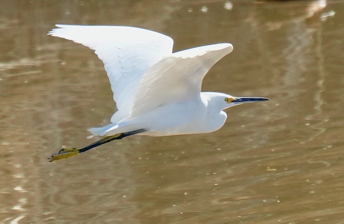 Snowy Egret - ML650665337