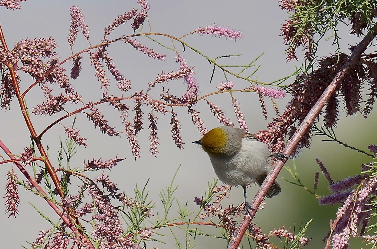 Verdin - ML650665339