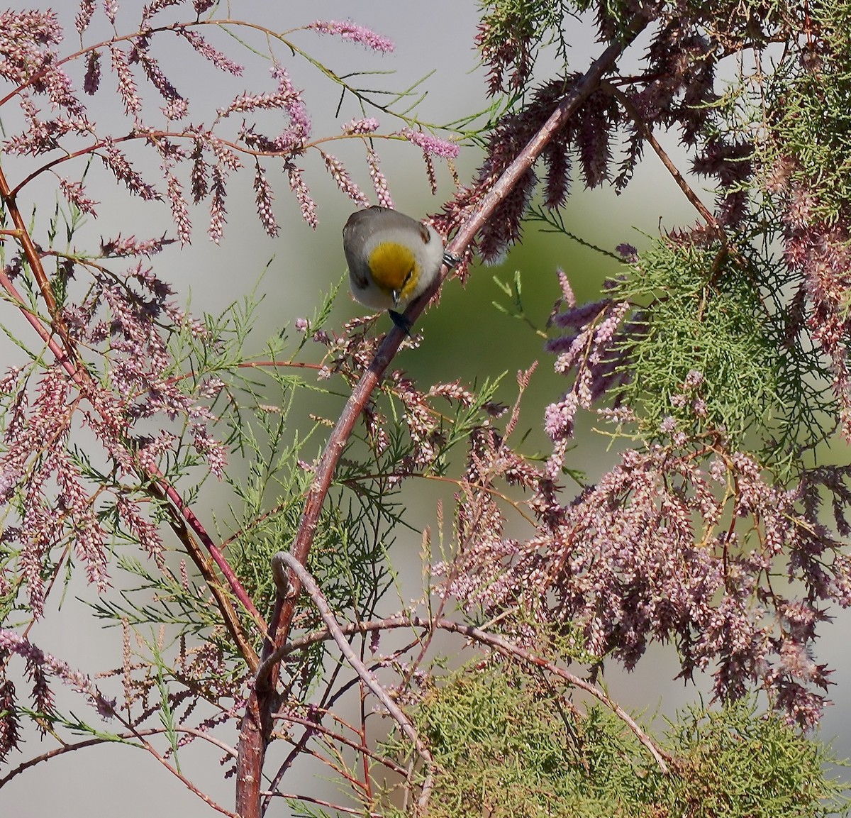 Verdin - ML650665340