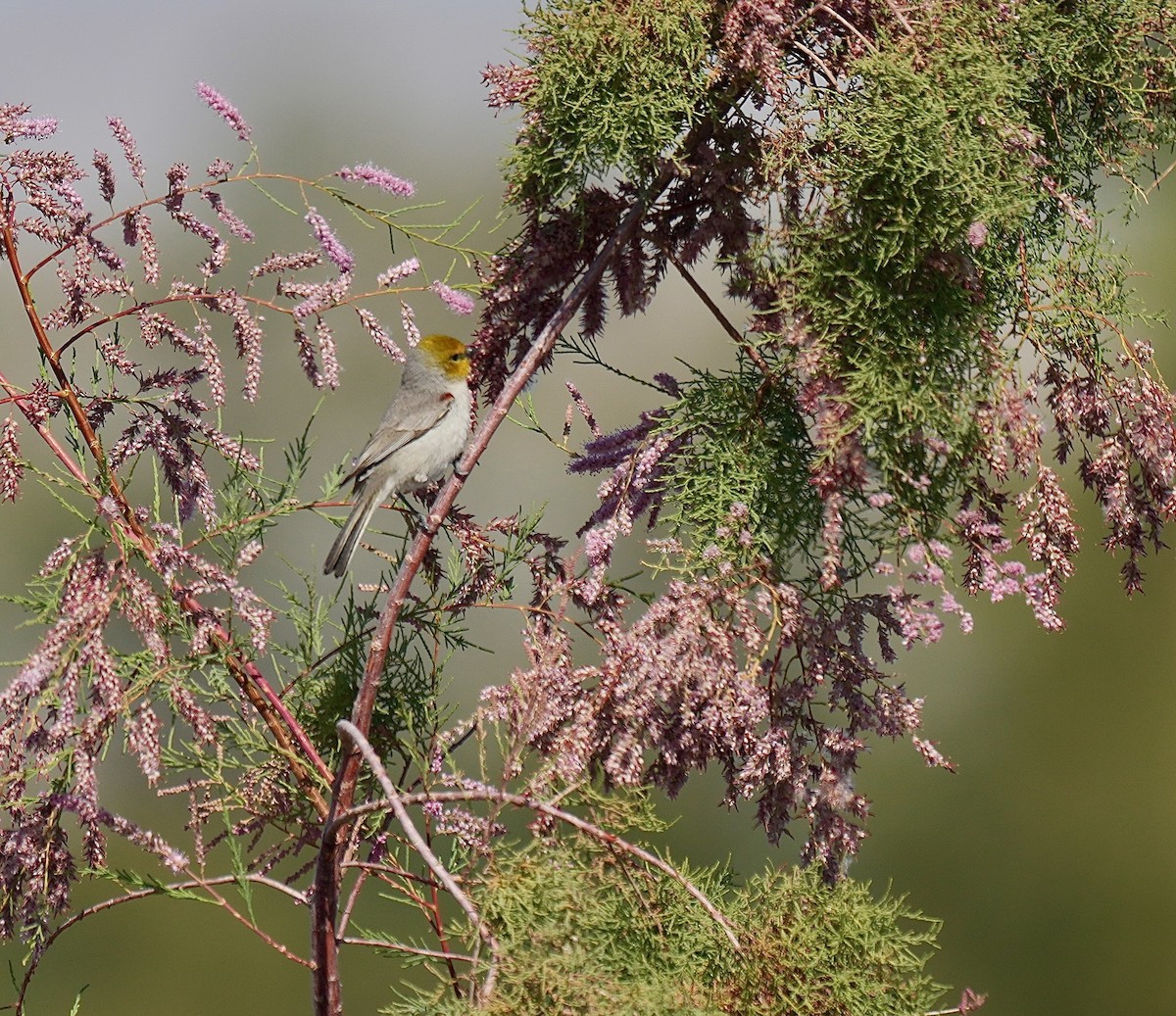 Verdin - ML650665341