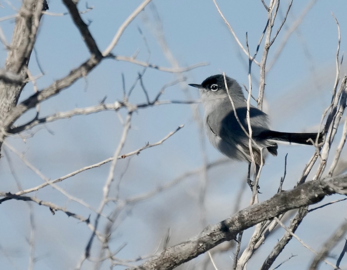 Black-tailed Gnatcatcher - ML650665348