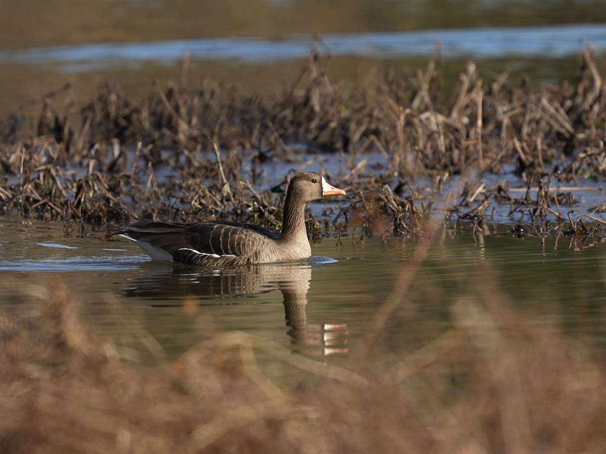 Greater White-fronted Goose - ML650665555