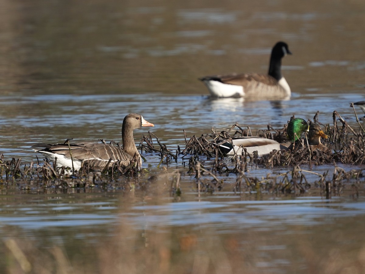 Greater White-fronted Goose - ML650665556