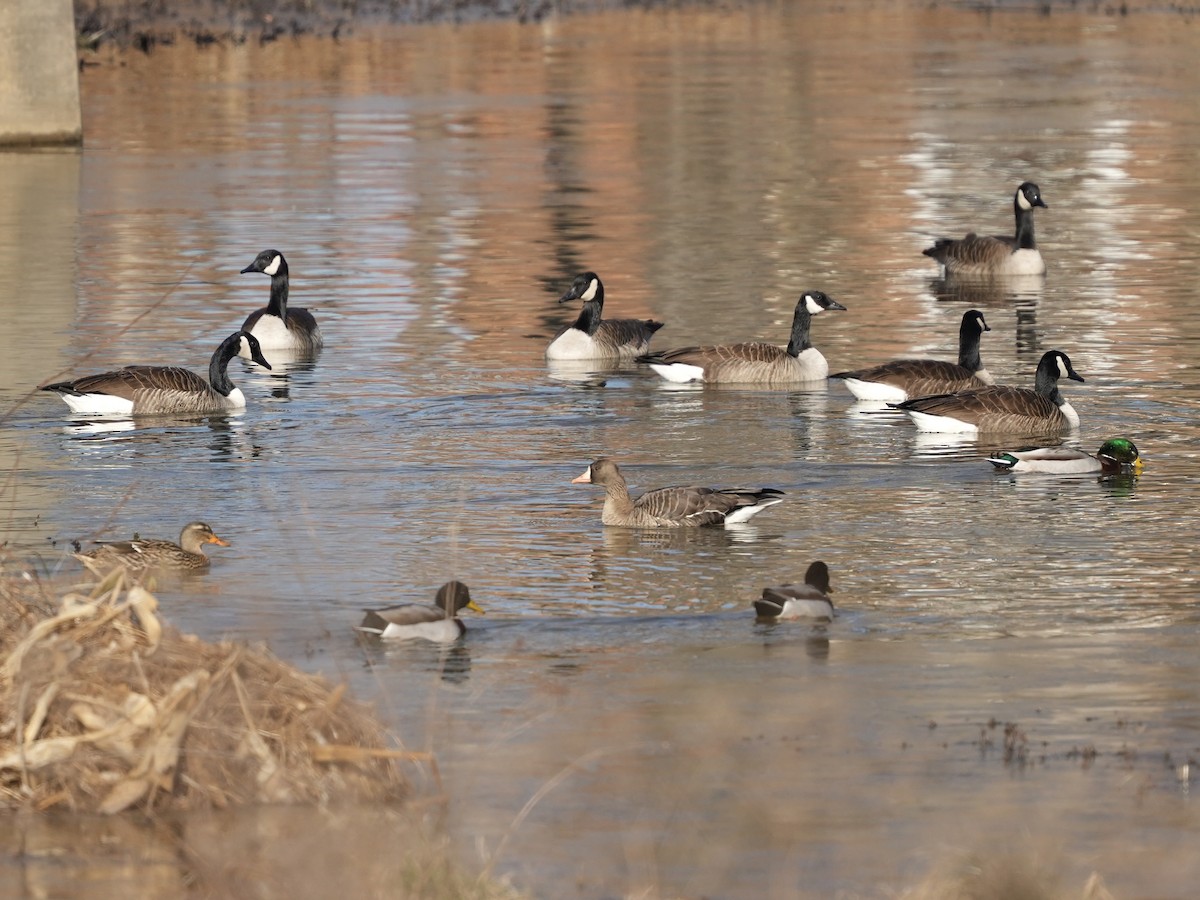 Canada Goose - ML650665598