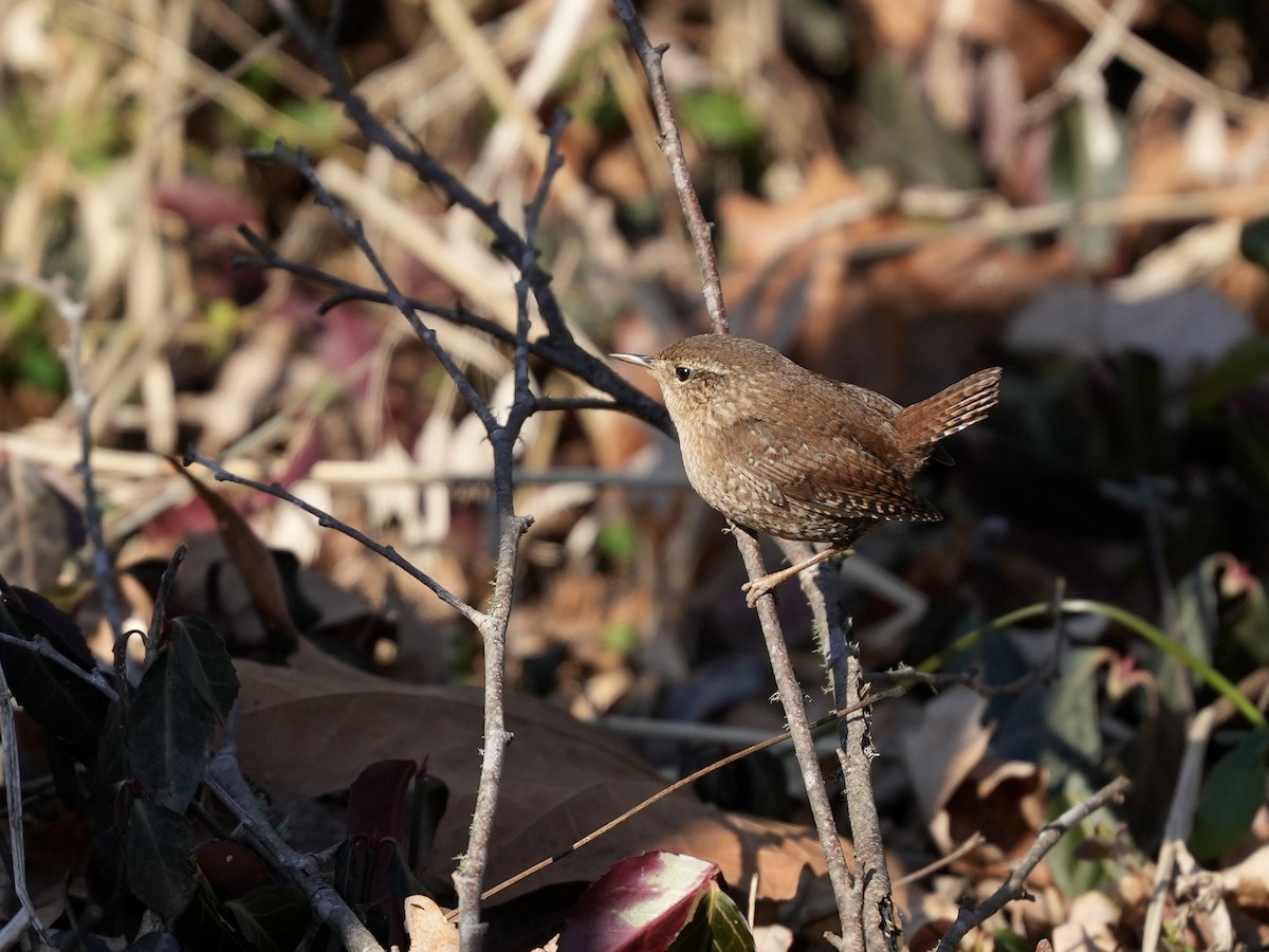 Winter Wren - ML650665636