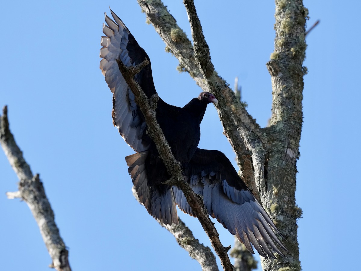 Turkey Vulture - ML650665654