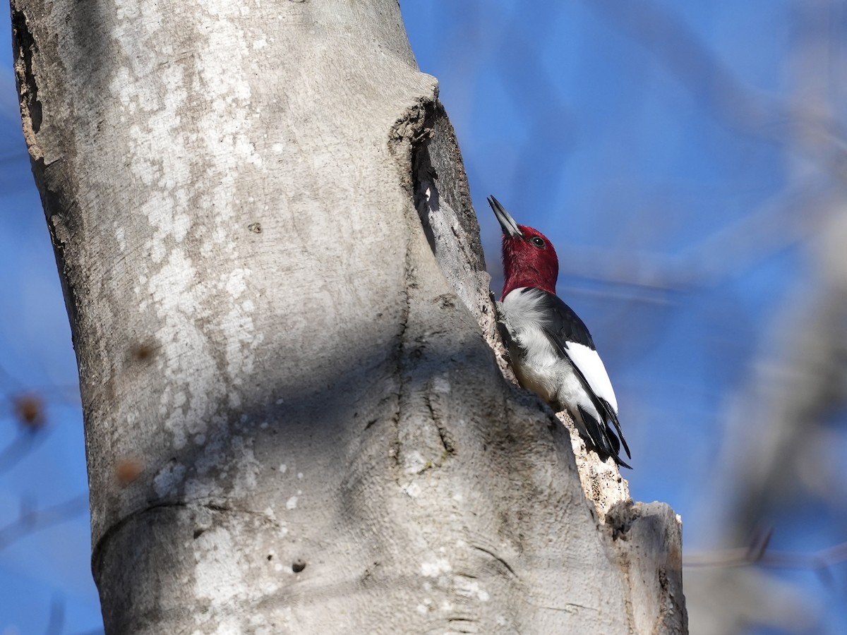 Red-headed Woodpecker - ML650665692