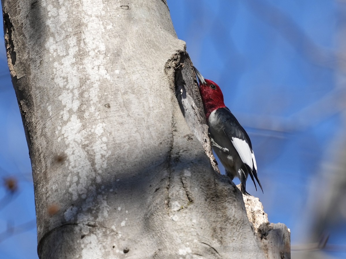 Red-headed Woodpecker - ML650665693