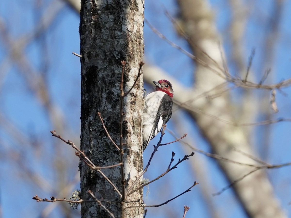 Red-headed Woodpecker - ML650665694
