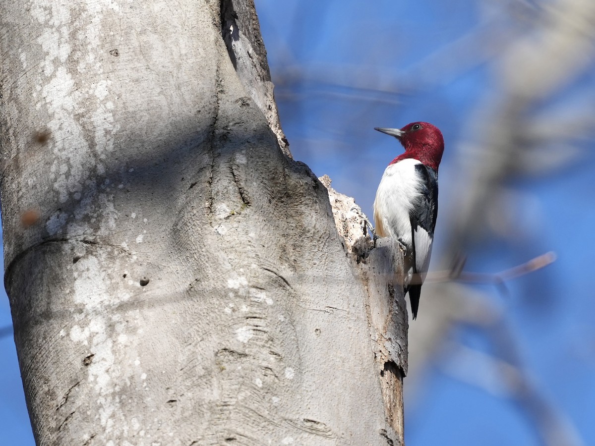 Red-headed Woodpecker - ML650665695