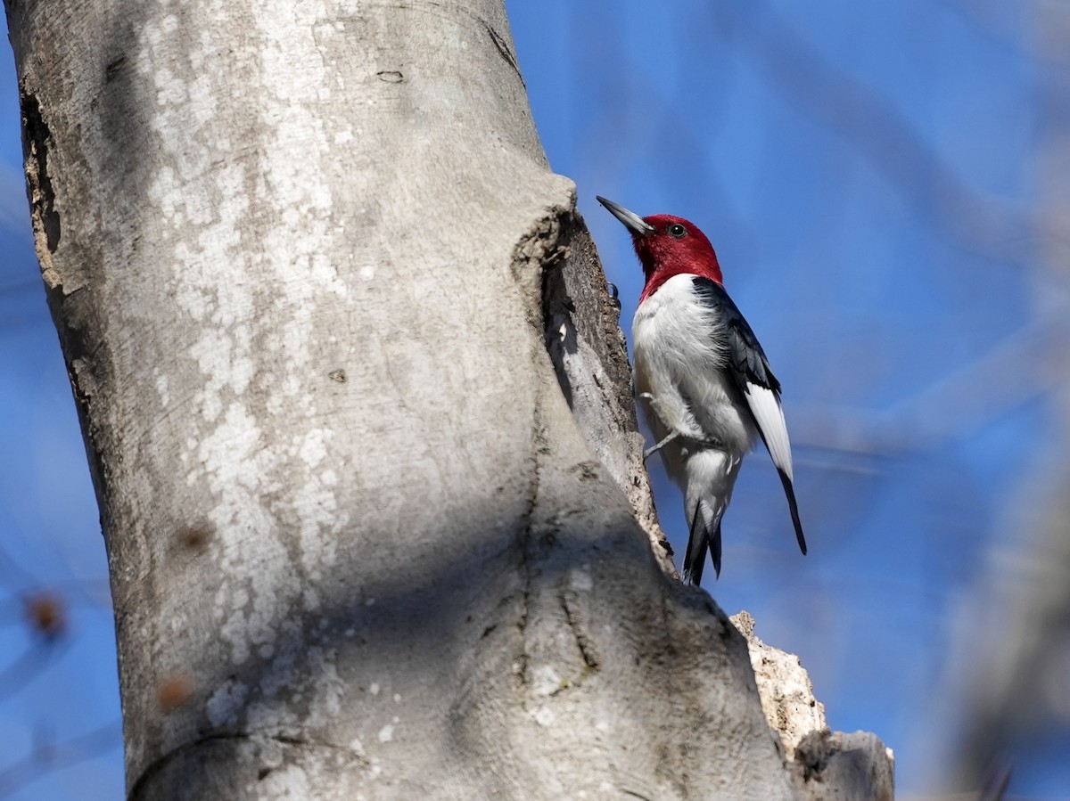 Red-headed Woodpecker - ML650665696