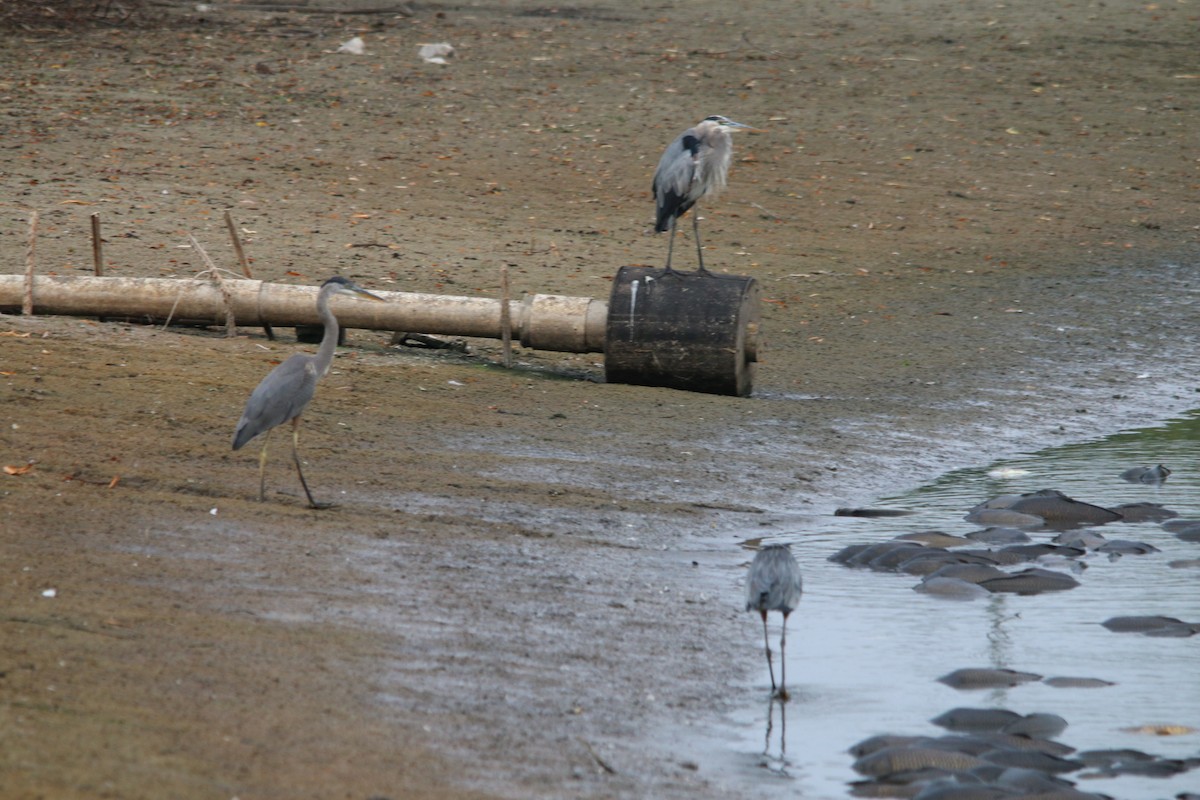 Great Blue Heron - ML65066571