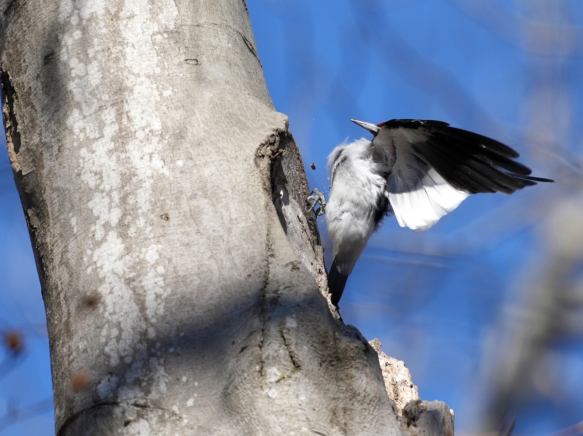 Red-headed Woodpecker - ML650665717