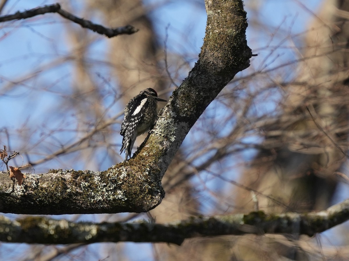 Yellow-bellied Sapsucker - ML650665769