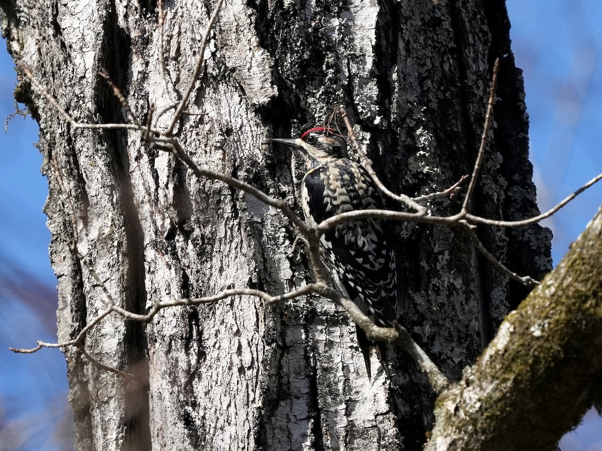 Yellow-bellied Sapsucker - ML650665770