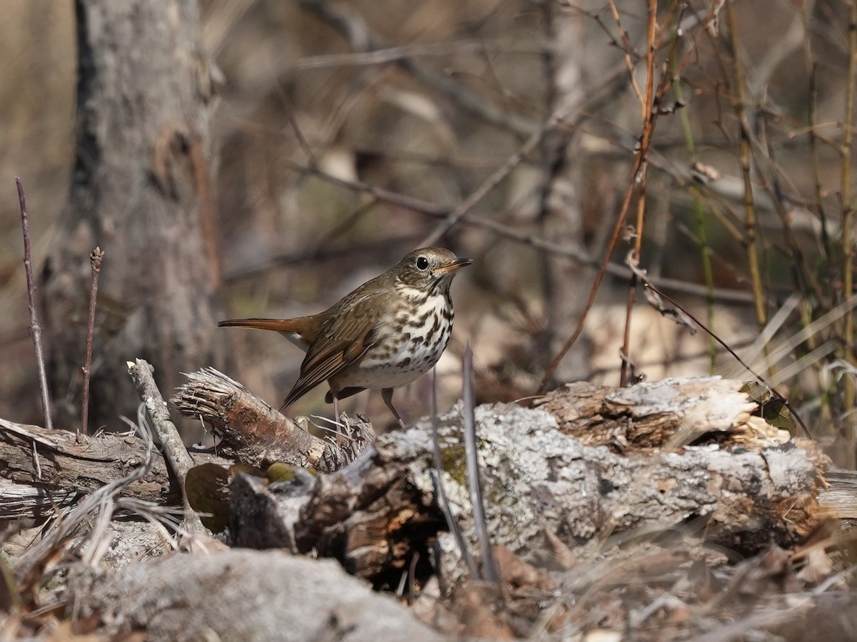 Hermit Thrush - ML650665821